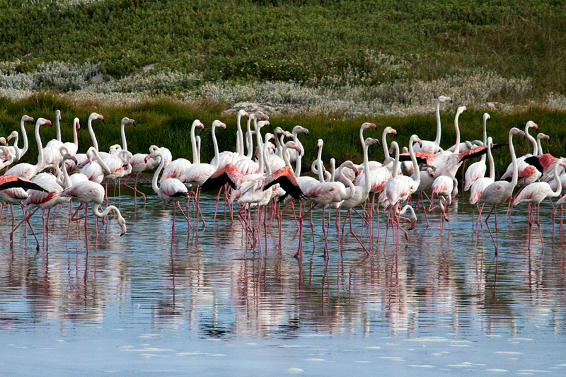 Greater Flamingo, Strandfontein Sewage Works and Rondevlei Nature Reserve, South Africa