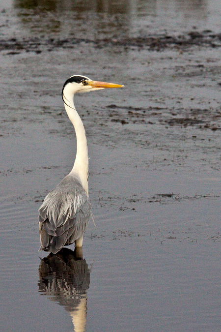 Grey Heron, Velddrif Salt Works, South Africa