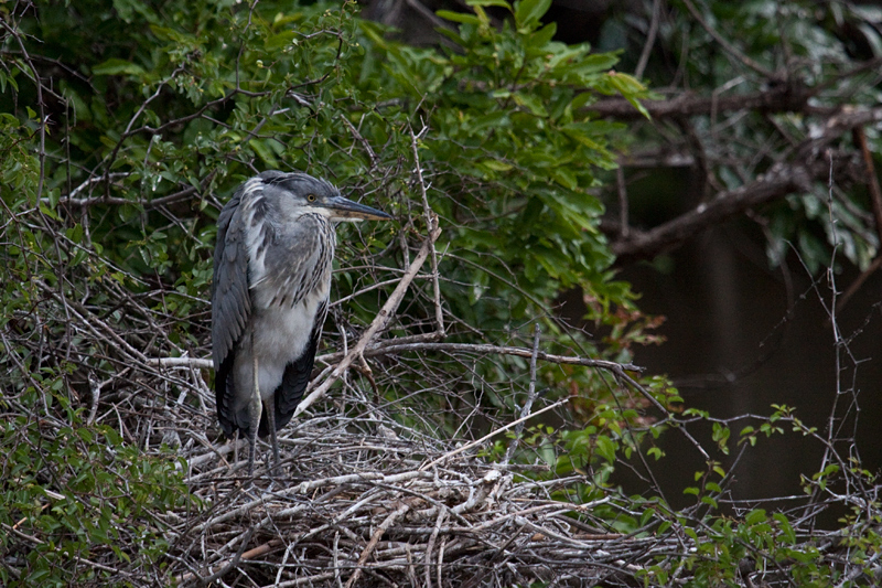 Juvenile Grey Heron, Lake Panic Bird Hide, Kruger National Park, South Africa