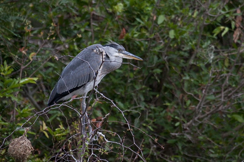 Juvenile Grey Heron, Lake Panic Bird Hide, Kruger National Park, South Africa