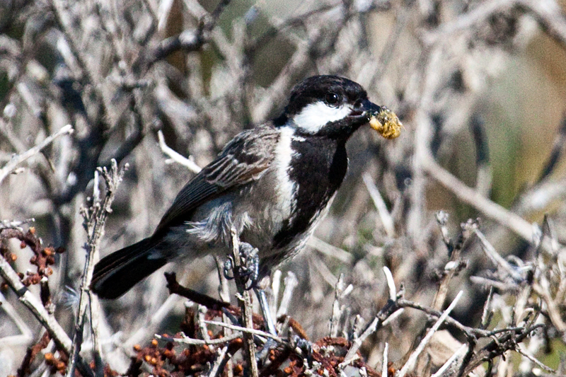 Grey Tit, West Cape National Park, South Africa