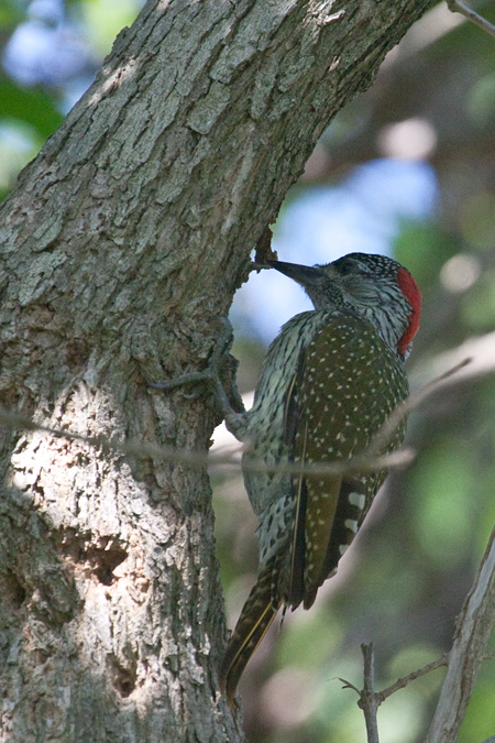 Golden-tailed Woodpecker, Umhlanga Nature Reserve, South Africa