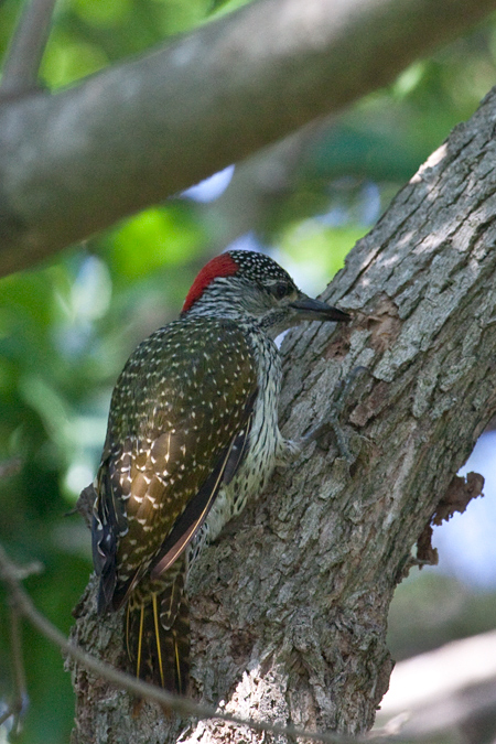 Golden-tailed Woodpecker, Umhlanga Nature Reserve, South Africa