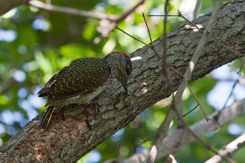 Golden-tailed Woodpecker, Umhlanga Nature Reserve, South Africa