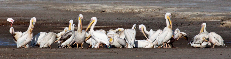 Great White Pelican, Velddrif Salt Works, South Africa