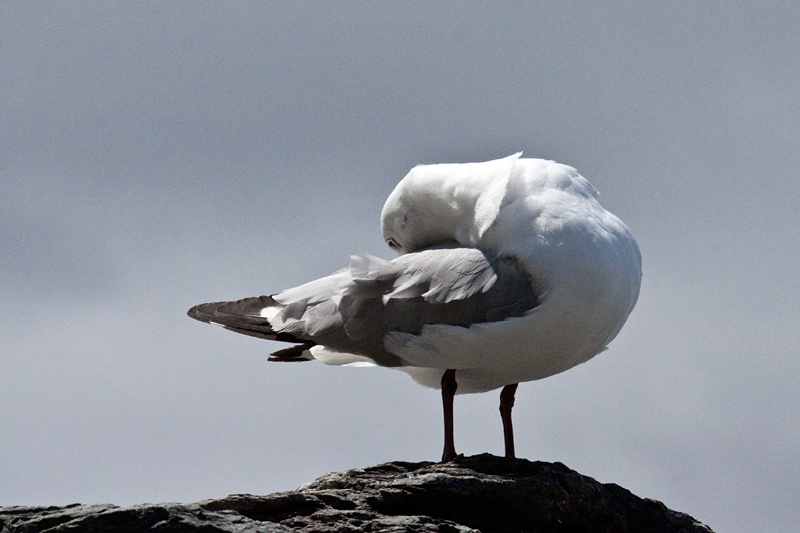 Hartlaub's Gull, Hermanus, South Africa