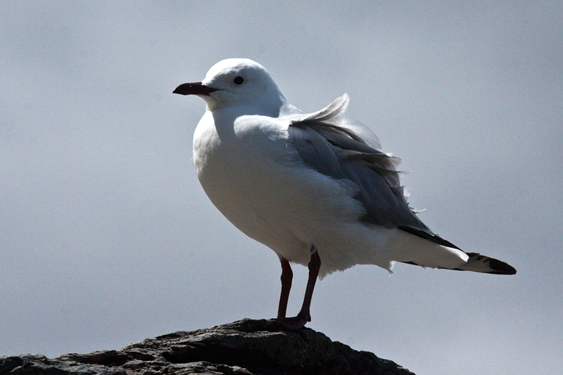 Hartlaub's Gull, Hermanus, South Africa