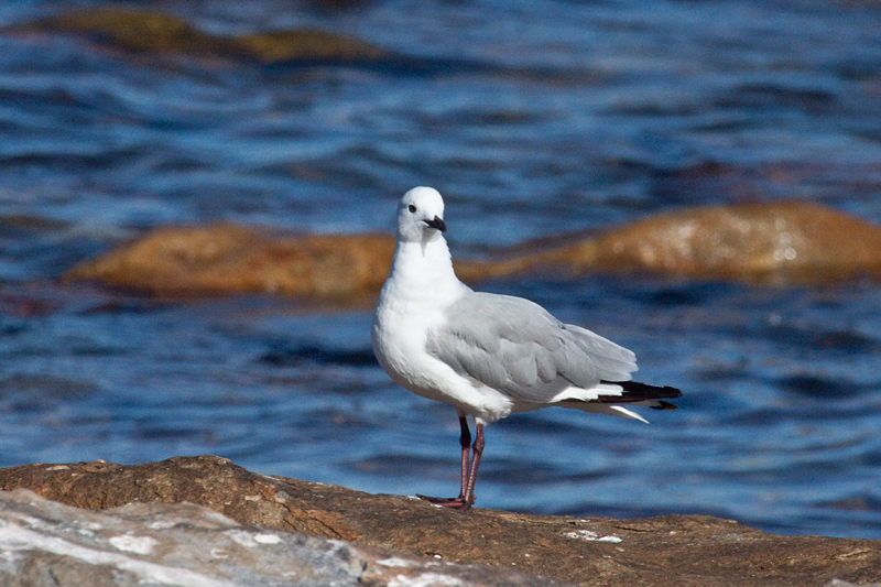 Hartlaub's Gull, Kommetjie, South Africa