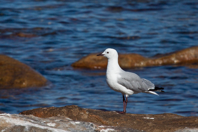 Hartlaub's Gull, Kommetjie, South Africa