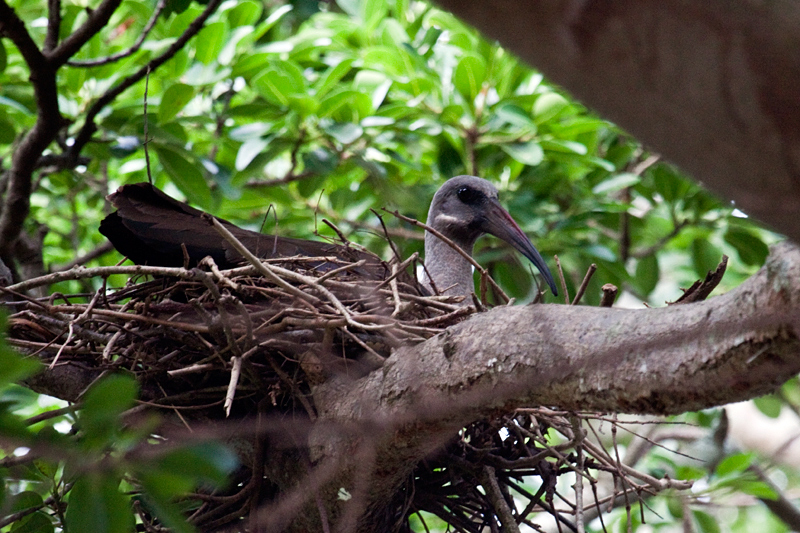 Nesting Hadeda Ibis, Umhlanga Waste Water Treatment Works, South Africa