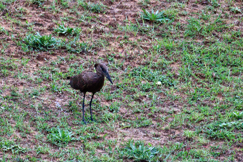 Hamerkop, Umhlanga Waste Water Treatment Works, South Africa