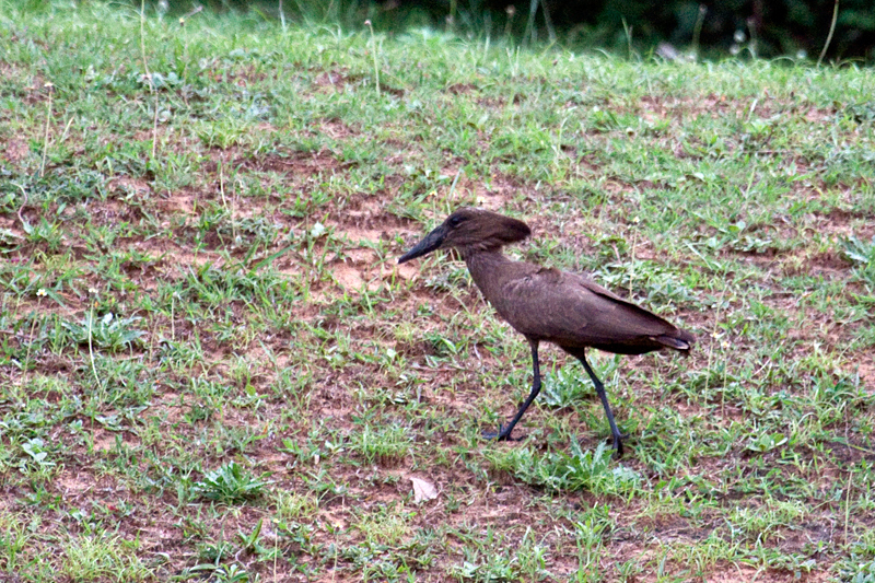 Hamerkop, Umhlanga Waste Water Treatment Works, South Africa