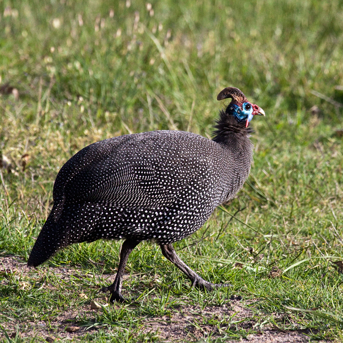 Helmeted Guineafowl, Fernkloof Nature Reserve, Hermanus, South Africa