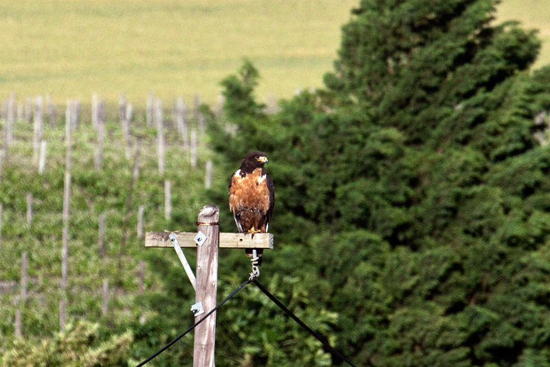 Jackal Buzzard, Western Cape, South Africa