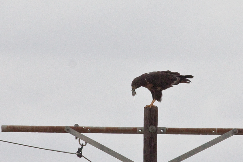 Jackal Buzzard, Ceres to Velddrif, South Africa