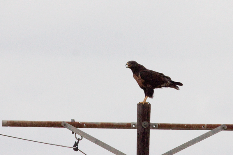 Jackal Buzzard, Ceres to Velddrif, South Africa