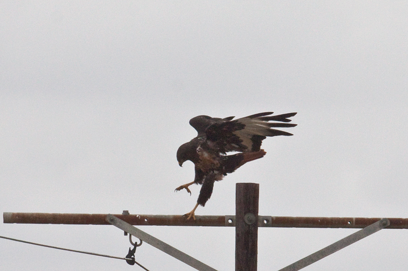 Jackal Buzzard, Ceres to Velddrif, South Africa