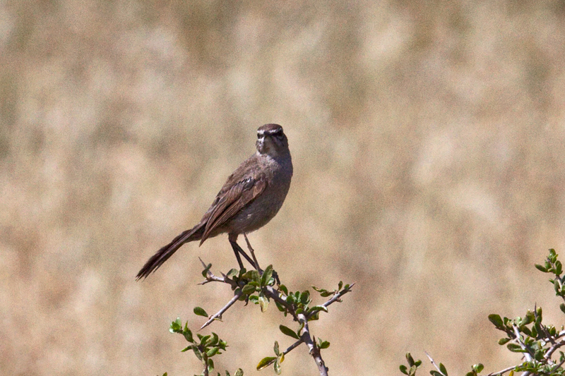 Karoo Lark, West Cape, South Africa