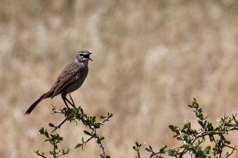 Karoo Lark, West Cape, South Africa