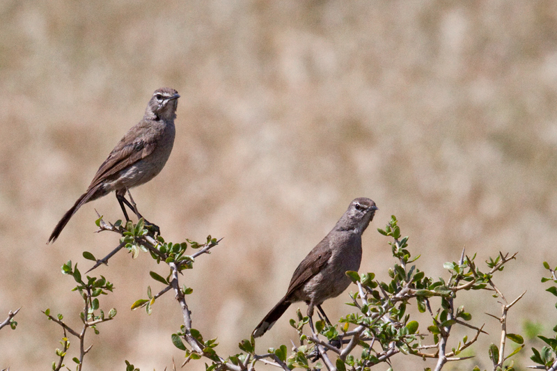 Karoo Lark, West Cape, South Africa