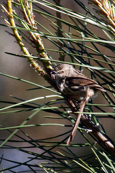 Karoo Prinia, Bainskloof Pass, South Africa