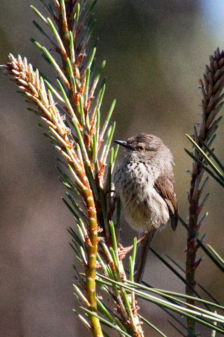 Karoo Prinia, Bainskloof Pass, South Africa