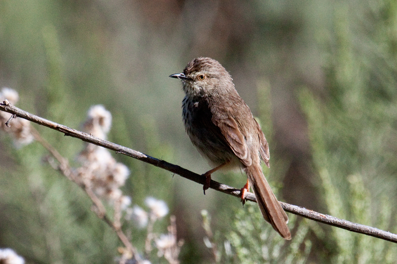 Karoo Prinia, Bainskloof Pass, South Africa