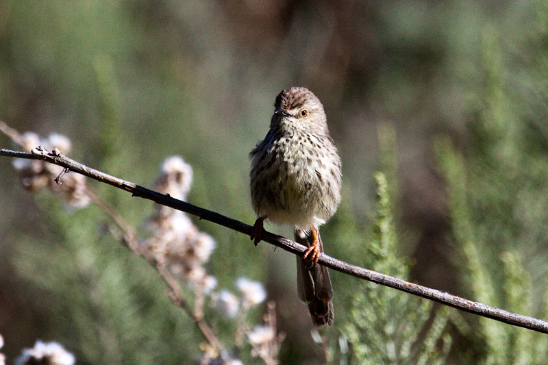 Karoo Prinia, Bainskloof Pass, South Africa