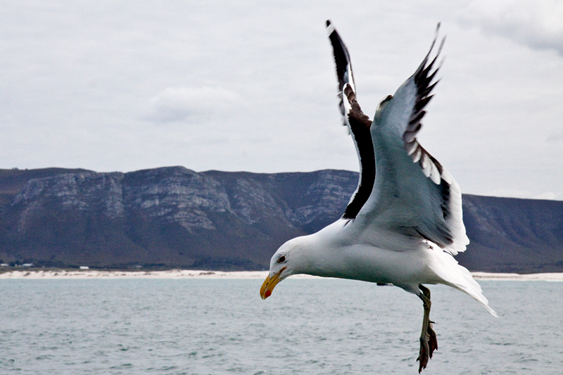 Kelp Gull, Kleinbaai, South Africa