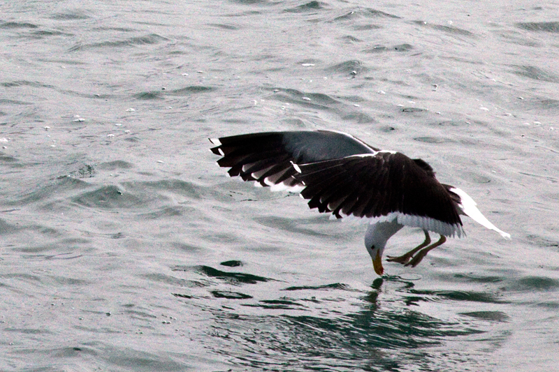 Kelp Gull, Kleinbaai, South Africa