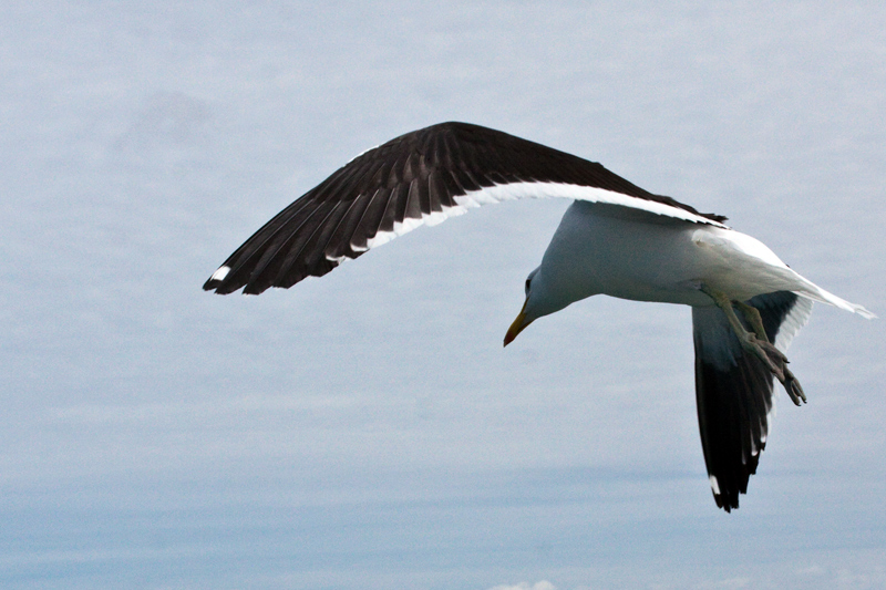 Kelp Gull, Kleinbaai, South Africa