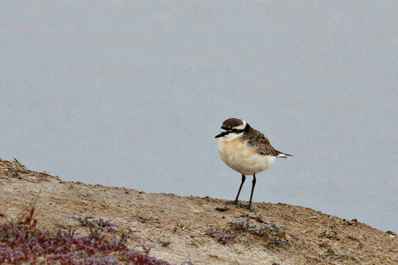 Kittlitz's Plover, Velddrif Salt Works, South Africa