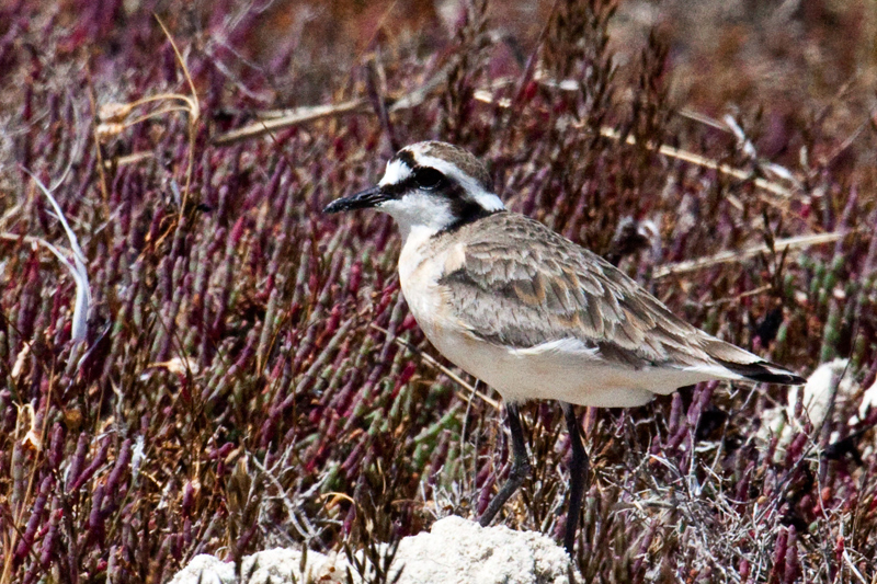 Kittlitz's Plover, West Coast National Park, South Africa