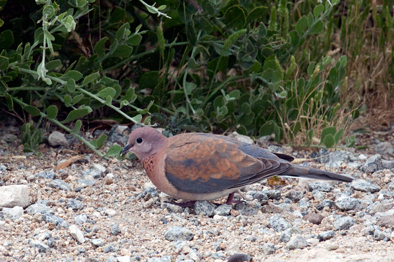 Laughing Dove, West Cape Wetlands, South Africa