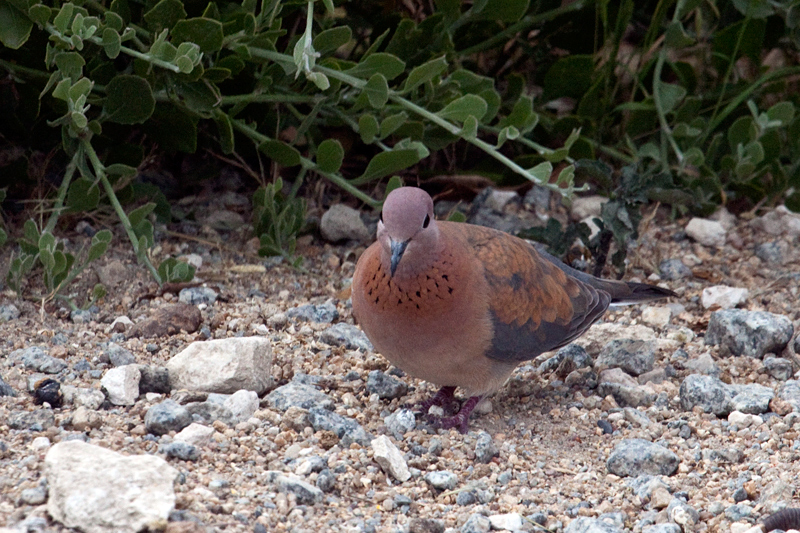 Laughing Dove, West Cape Wetlands, South Africa