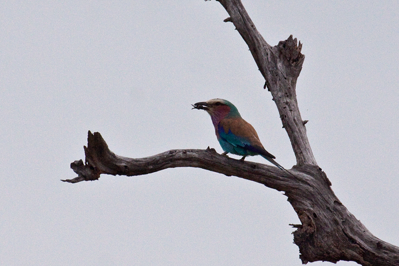 Lilac-breasted Roller, Lake Panic to Skukuza Wetlands and Nursery, Kruger National Park, South Africa