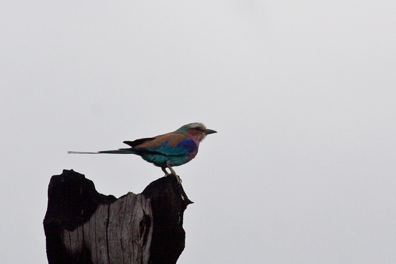 Lilac-breasted Roller, Lake Panic to Skukuza Wetlands and Nursery, Kruger National Park, South Africa