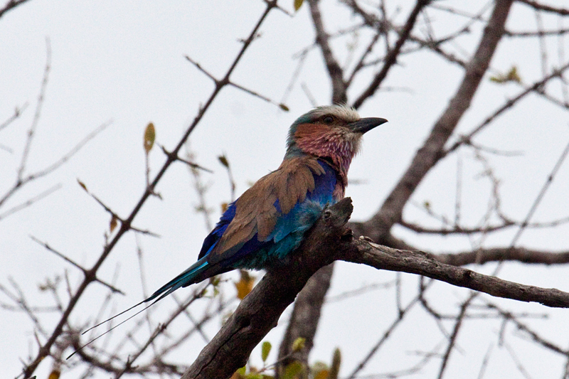 Lilac-breasted Roller, En route Letaba to Olifant's  Rest Camp, Kruger National Park, South Africa