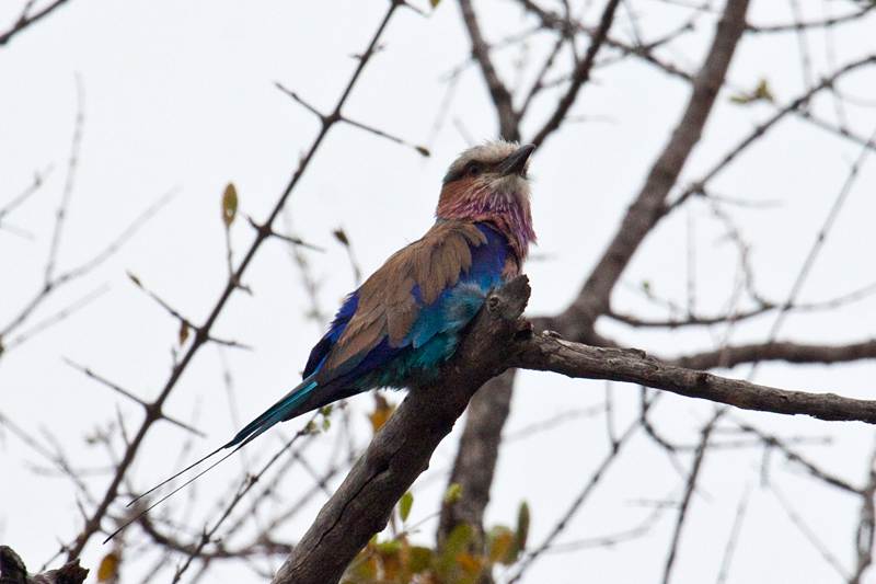 Lilac-breasted Roller, En route Letaba to Olifant's  Rest Camp, Kruger National Park, South Africa