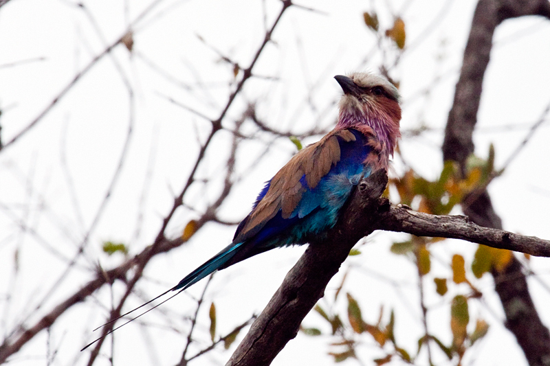 Lilac-breasted Roller, En route Letaba to Olifant's  Rest Camp, Kruger National Park, South Africa