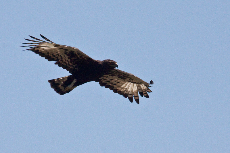 Long-crested Eagle, en route St. Lucia to Mkuze, KwaZulu-Natal, South Africa