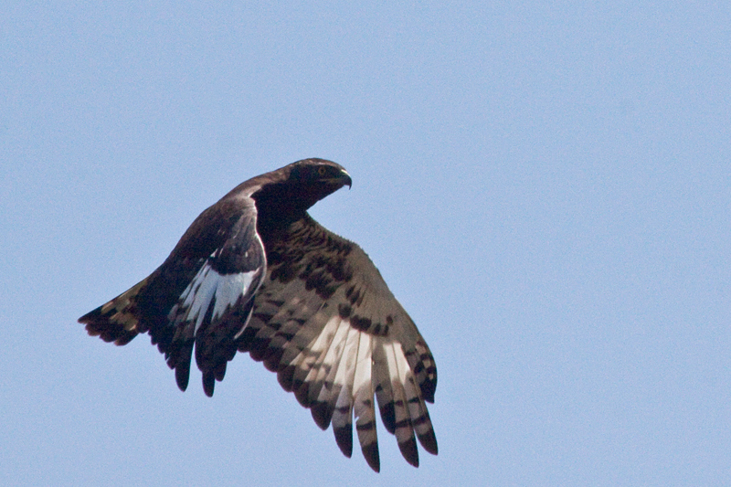 Long-crested Eagle, en route St. Lucia to Mkuze, KwaZulu-Natal, South Africa