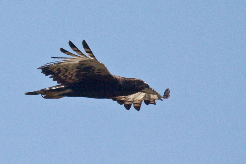 Long-crested Eagle, en route St. Lucia to Mkuze, KwaZulu-Natal, South Africa