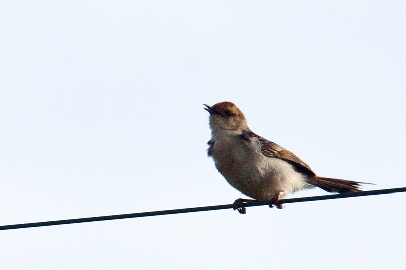 Levaillant's Cisticola (Tinkling Cisticola), Dullstroom, South Africa