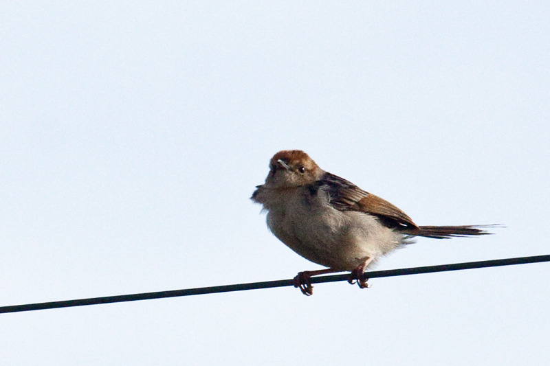 Levaillant's Cisticola (Tinkling Cisticola), Dullstroom, South Africa