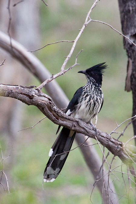 Levaillant's Cuckoo, En Route Skukuza to Olifant's Rest Camp, Kruger National Park, South Africa