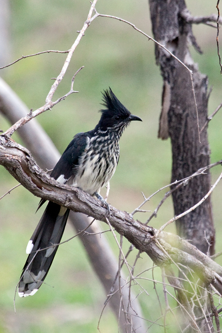 Levaillant's Cuckoo, En Route Skukuza to Olifant's Rest Camp, Kruger National Park, South Africa