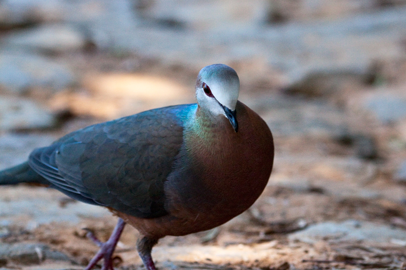 Male Lemon Dove (Cinnamon Dove), Kirstenbosch National Botanical Garden, Cape Town, South Africa