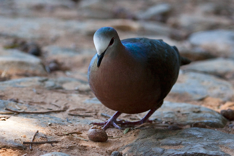 Male Lemon Dove (Cinnamon Dove), Kirstenbosch National Botanical Garden, Cape Town, South Africa