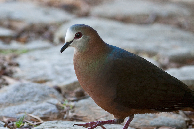 Male Lemon Dove (Cinnamon Dove), Kirstenbosch National Botanical Garden, Cape Town, South Africa